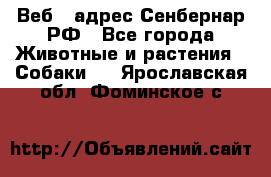 Веб – адрес Сенбернар.РФ - Все города Животные и растения » Собаки   . Ярославская обл.,Фоминское с.